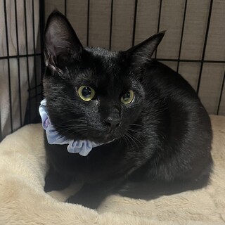 人懐っこい黒猫のクロ君