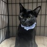 人懐っこい黒猫のクロ君 サムネイル2