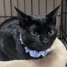 人懐っこい黒猫のクロ君 サムネイル3