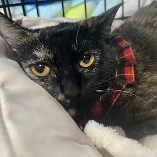 譲渡会参加予定★椿ちゃん避妊済み