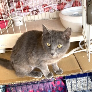 とっても甘えん坊抱っこ大好きなグリちゃん