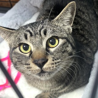 怪我をした子を守っていた銭形君去勢済