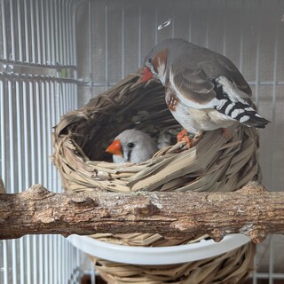 是非ペアでお願いします