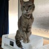 の写真