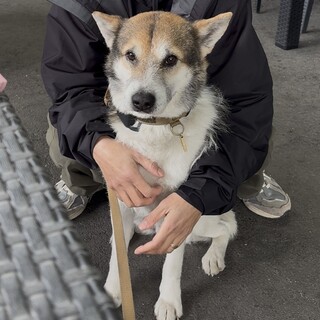 穏やかで甘えん坊のぽん太♪