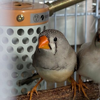 あまり見た事ない色の子です