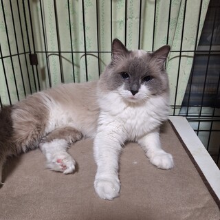 ラグドールのハル君6歳