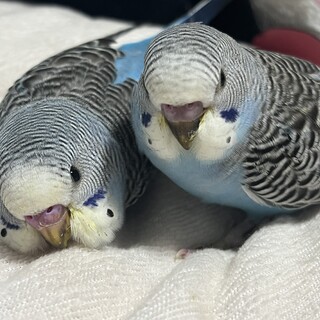 セキセイインコ生後1ヶ月募集中
