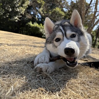おでかけ大好き！ゆずちゃん