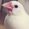 白文鳥命