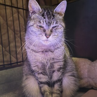 糸目サバトラちゃん