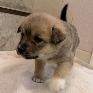 生後3週のとても幼い子犬（2月15日生まれ）