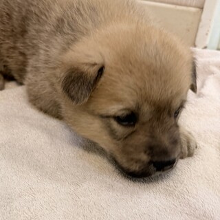 生後3週のとても幼い子犬（2月15日生まれ）