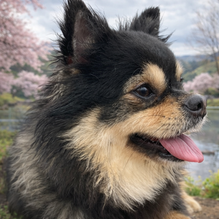 チワワのロングコート　オスです