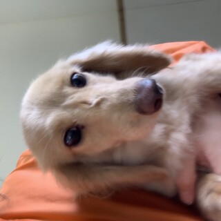 ダックスの女の子！