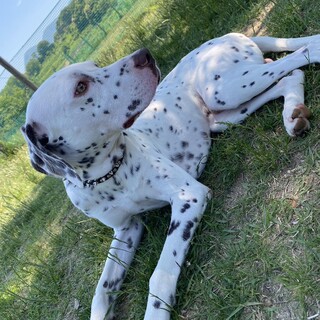 ダルメシアン×ポインターmix