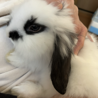 ライオンラップイヤー　生後３ヶ月　顔にゴマあり