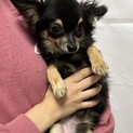 9ヶ月のチワワの男の子♪ 