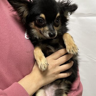 9ヶ月のチワワの男の子♪ 