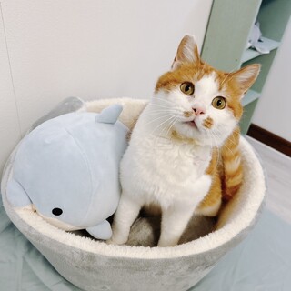 おっとり♥丸顔♥可愛い♡さだはる君