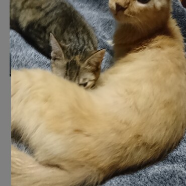 ナナチとチャオ