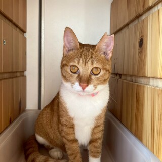 おもちゃが大好きなツナちゃん