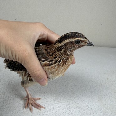 ミルワームをあげると懐く子もいます。