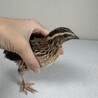 ミルワームをあげると懐く子もいます。