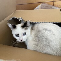 シャムミックス鼻に模様招き猫似