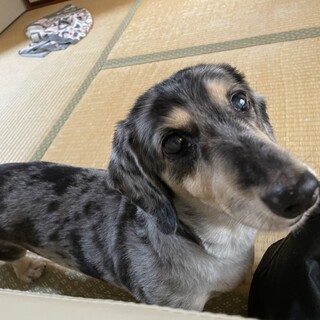 シルバーダップルの女の子14歳