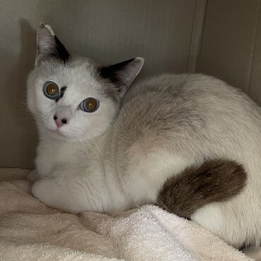 まあるくてのんびりやさんで、かわいいです。鼻の穴に見える点々は、模様でございます☺️