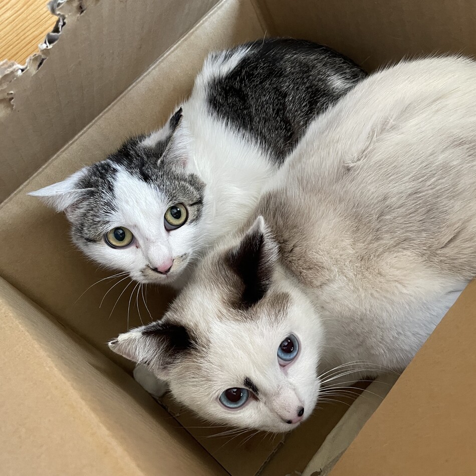 シャムミックス鼻に模様招き猫似のカバー写真