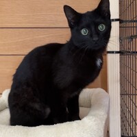 黒猫A胸元に白いマーク