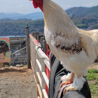 ブラマとボリスブラウンのミックスのオスの鶏