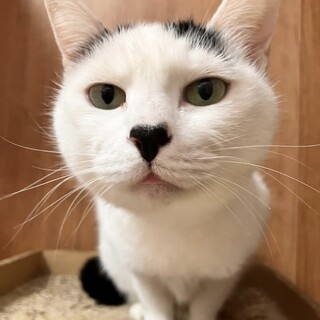 穏やかで人なつこい甘えん坊の七海ちゃん！