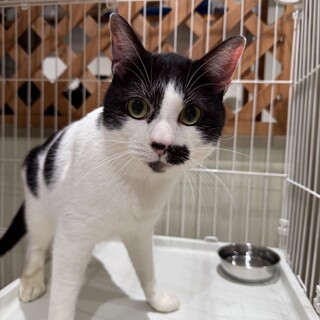 人馴れOK！　多頭飼育崩壊出身　白黒の男の子ミック