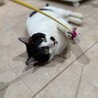 初めての猫にもおすすめ！ベタ甘すぎるスリゴロ男子 サムネイル3