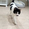 初めての猫にもおすすめ！ベタ甘すぎるスリゴロ男子 サムネイル4