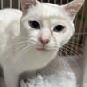 人馴れOK！　多頭飼育崩壊出身　白猫の男の子　雪 サムネイル3