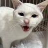 人馴れOK！　多頭飼育崩壊出身　白猫の男の子　雪 サムネイル4
