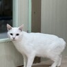 人馴れOK！　多頭飼育崩壊出身　白猫の男の子　雪 サムネイル5