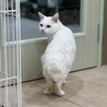 人馴れOK！　多頭飼育崩壊出身　白猫の男の子　雪 サムネイル6