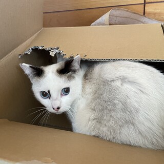 シャムミックスくん⭐︎まるい顔で招き猫似