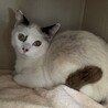 シャムミックスくん⭐︎まるい顔で招き猫似 サムネイル2
