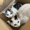 シャムミックスくん⭐︎まるい顔で招き猫似 サムネイル3