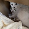 シャムミックスくん⭐︎まるい顔で招き猫似 サムネイル4