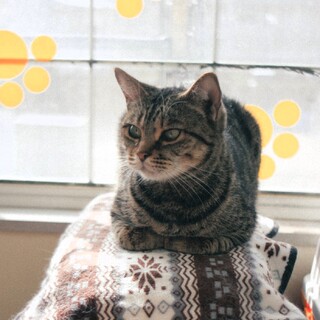 いつもスリスリ 甘えん坊なマンチカン。