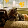 いつもスリスリ 甘えん坊なマンチカン。 サムネイル3