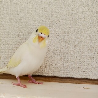 セキセイインコクリームの里親募集