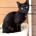 黒猫①3兄弟⭐︎そっくりな子が1名います